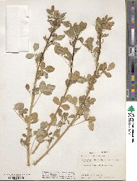 Melilotus officinalis image