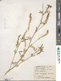 Melilotus officinalis image