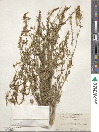 Melilotus officinalis image