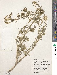 Melilotus officinalis image