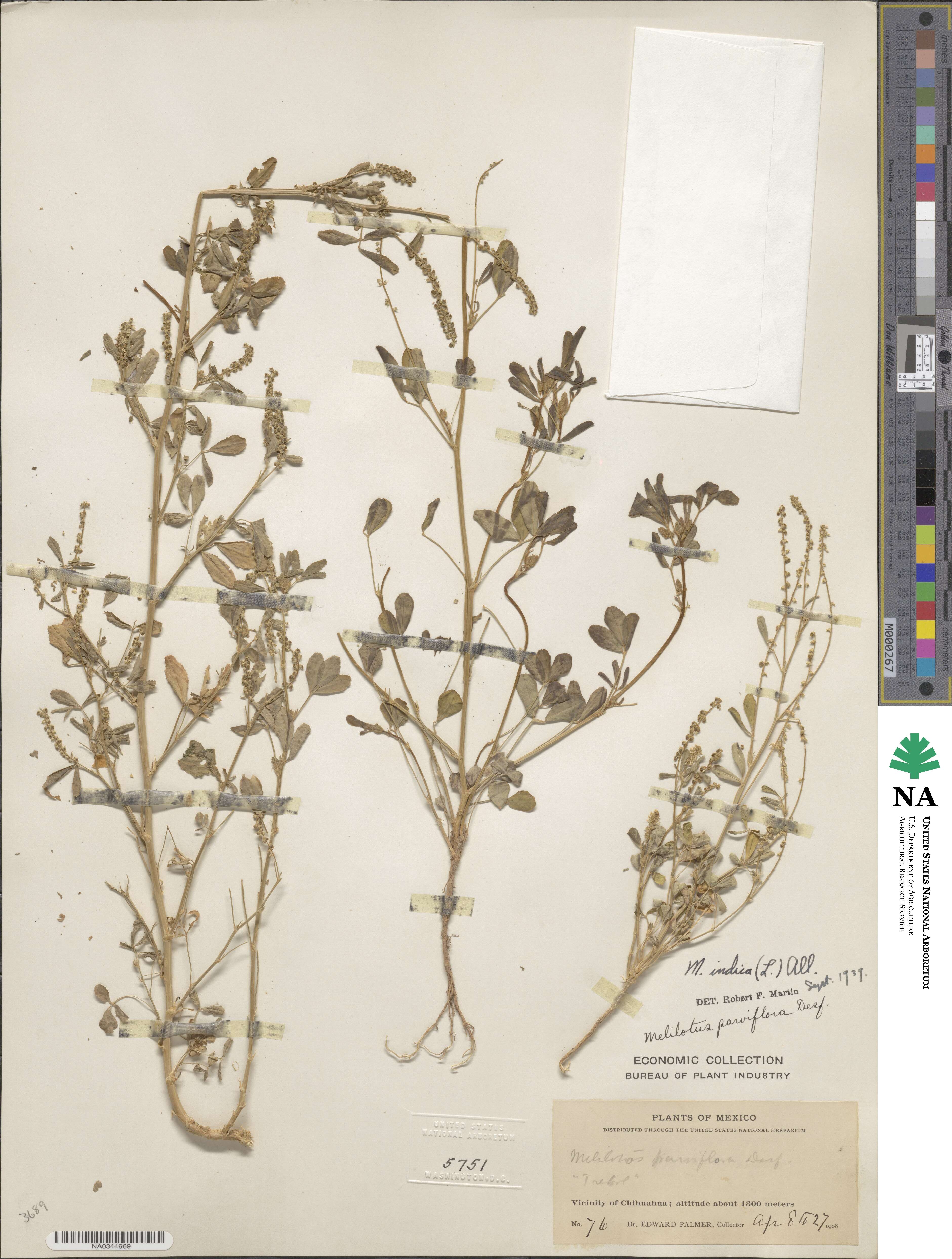Melilotus indicus image
