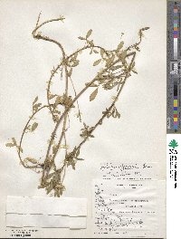 Melilotus officinalis image