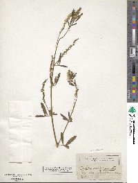 Melilotus officinalis image