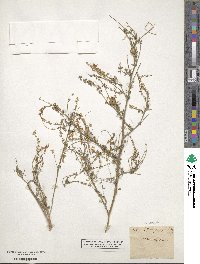 Melilotus officinalis image