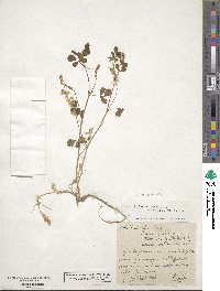 Melilotus officinalis image