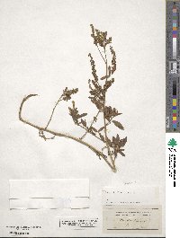 Melilotus officinalis image