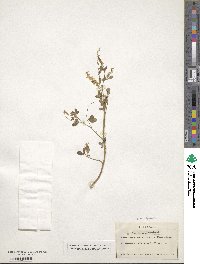 Melilotus officinalis image