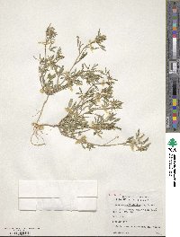 Melilotus officinalis image