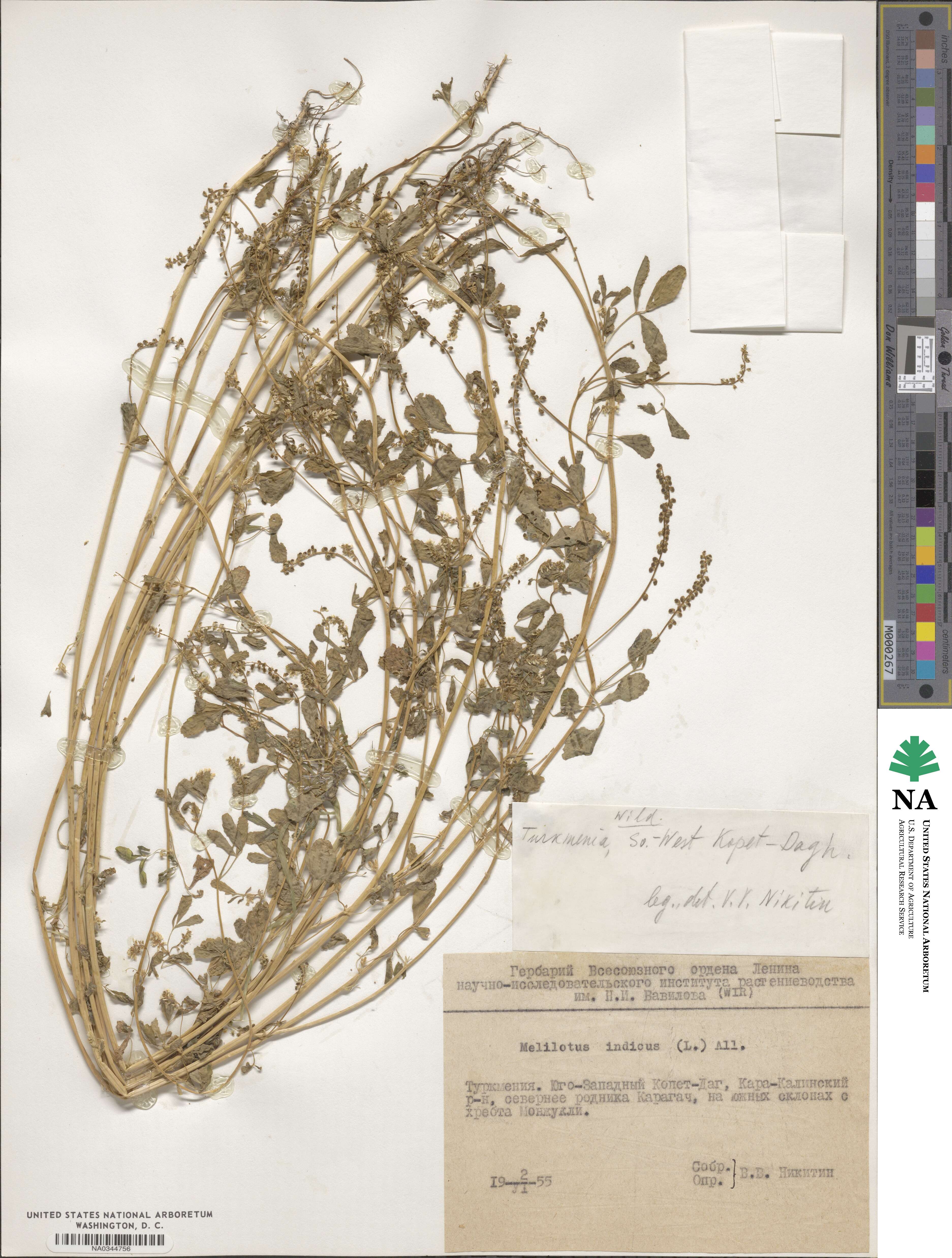 Melilotus image