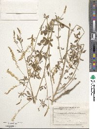 Melilotus officinalis image