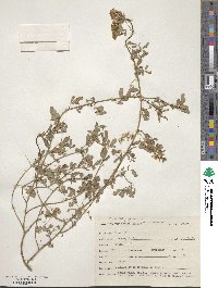 Melilotus officinalis image