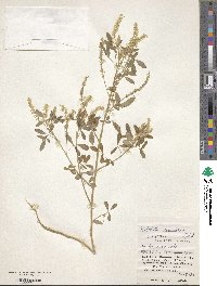 Melilotus suaveolens image