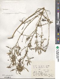 Melilotus suaveolens image