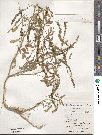 Melilotus suaveolens image