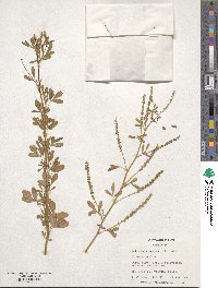 Melilotus indicus image