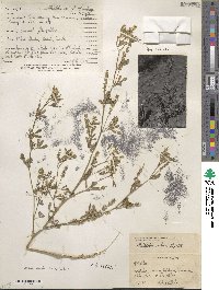 Melilotus indicus image