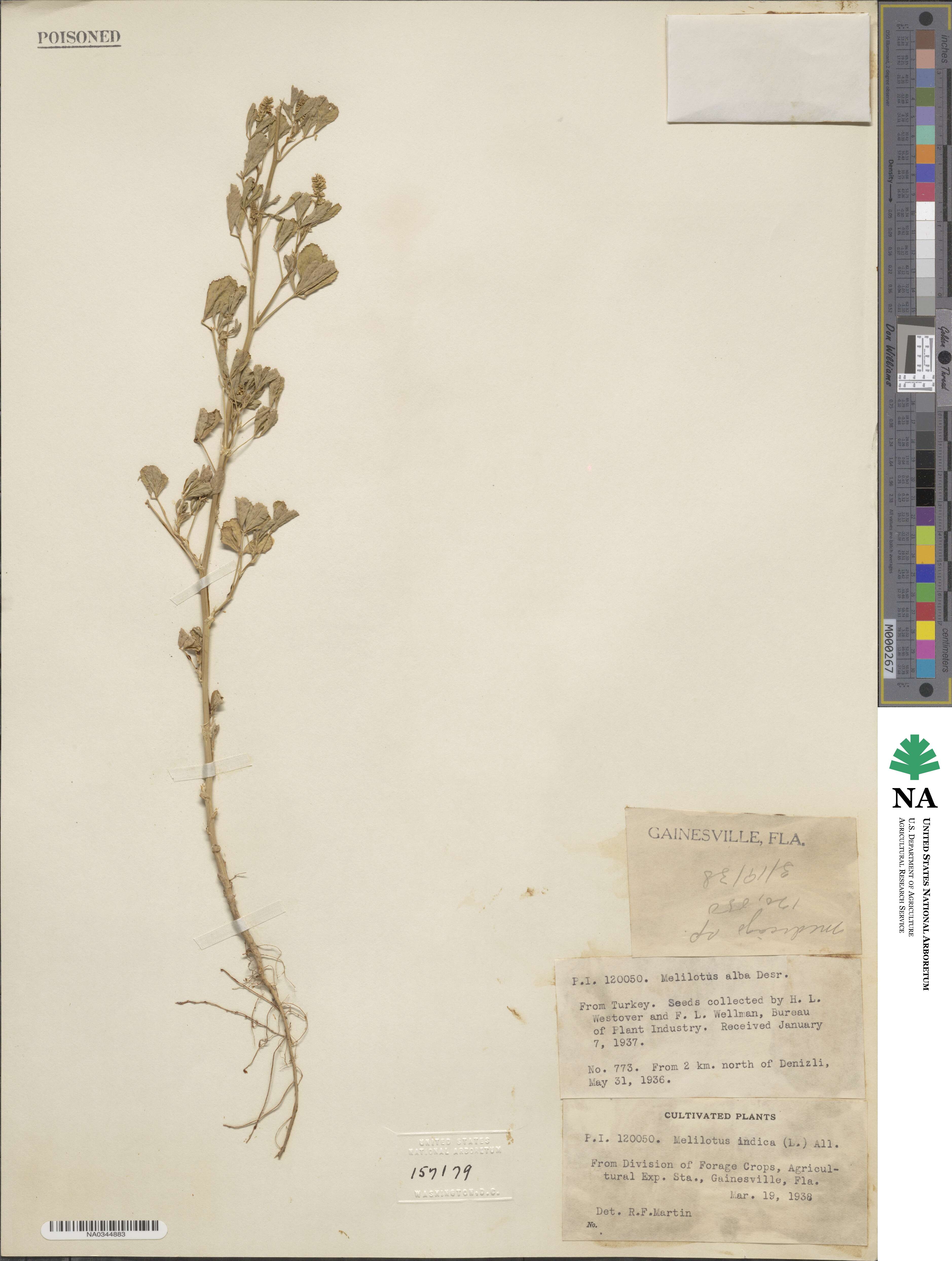 Melilotus indicus image