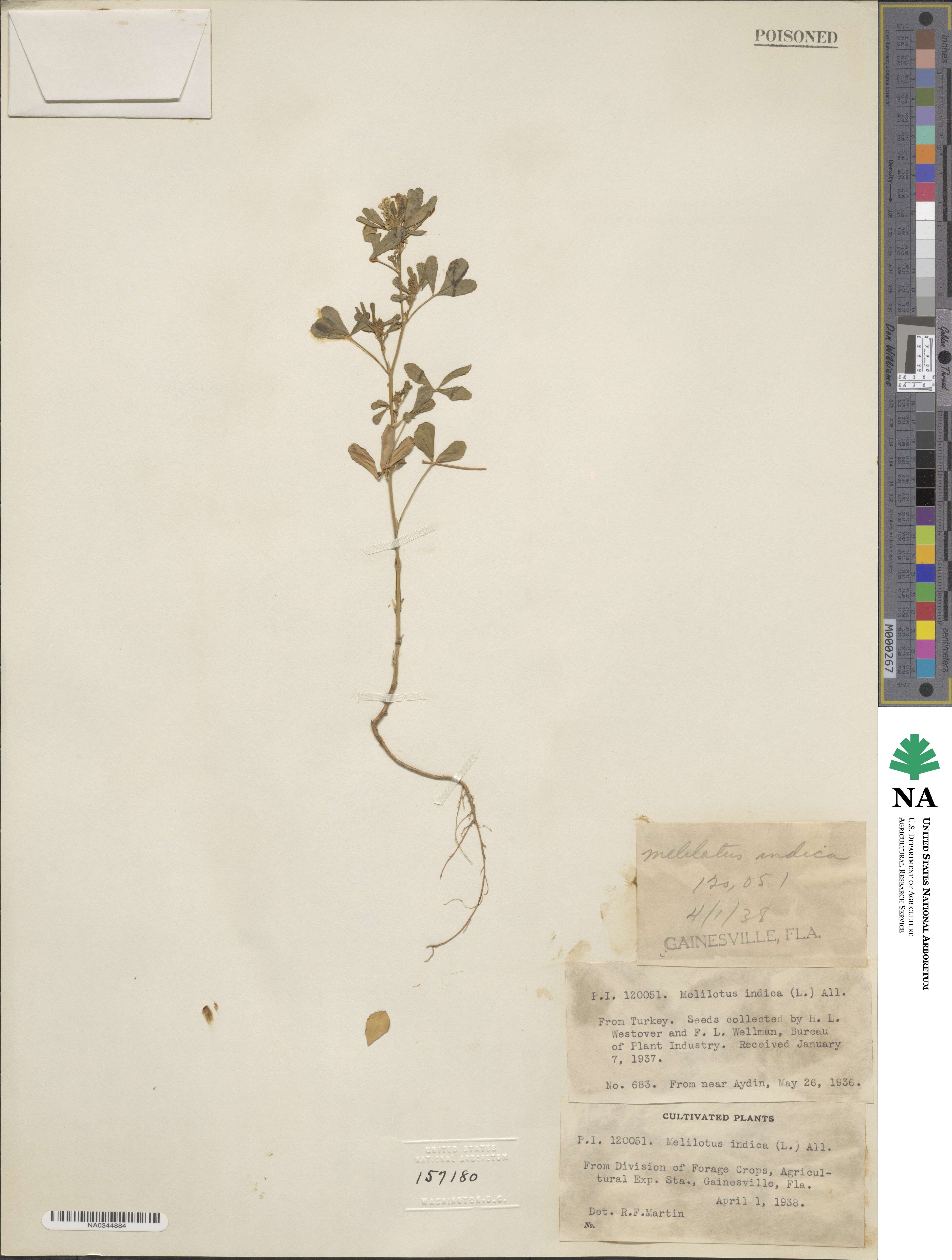Melilotus indicus image