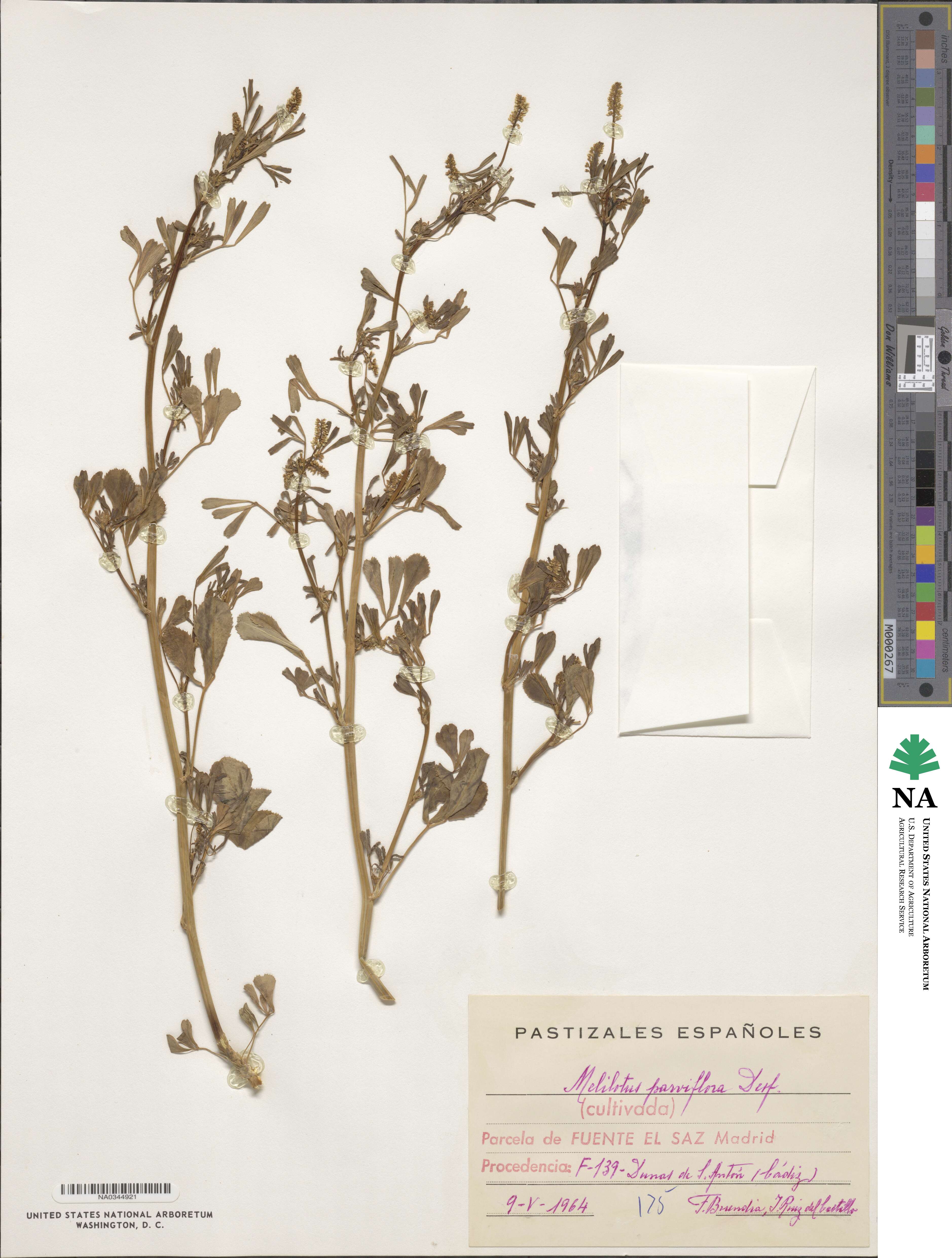 Melilotus indicus image