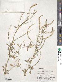 Melilotus officinalis image