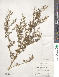 Melilotus officinalis image