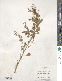 Melilotus officinalis image