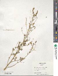 Melilotus officinalis image