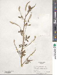 Melilotus officinalis image