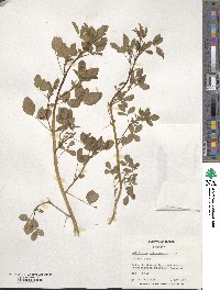 Melilotus officinalis image