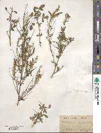 Melilotus officinalis image