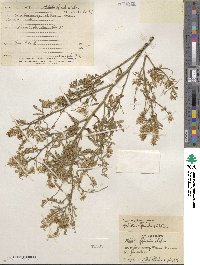 Melilotus officinalis image