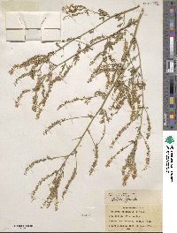 Melilotus officinalis image