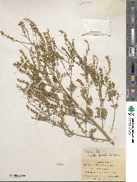 Melilotus officinalis image