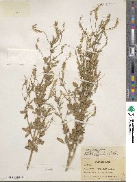 Melilotus officinalis image