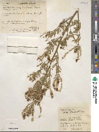 Melilotus officinalis image