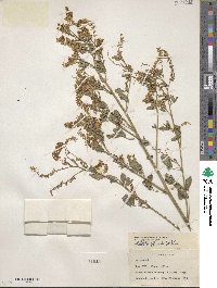 Melilotus officinalis image