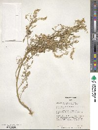 Melilotus officinalis image