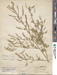 Melilotus officinalis image