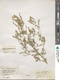 Melilotus officinalis image