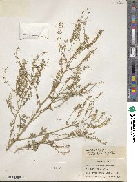 Melilotus officinalis image