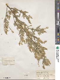 Melilotus officinalis image