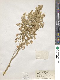 Melilotus officinalis image