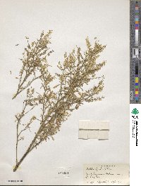 Melilotus officinalis image