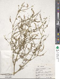 Melilotus officinalis image