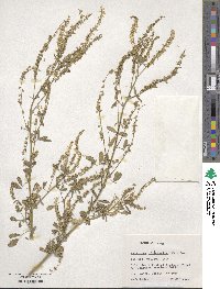 Melilotus officinalis image