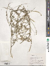 Melilotus officinalis image