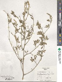 Melilotus officinalis image