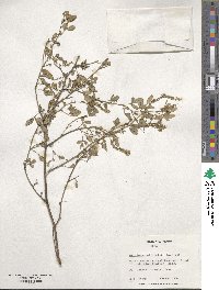 Melilotus officinalis image