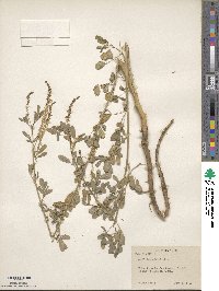 Melilotus officinalis image