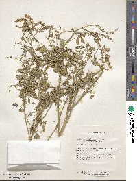 Melilotus officinalis image